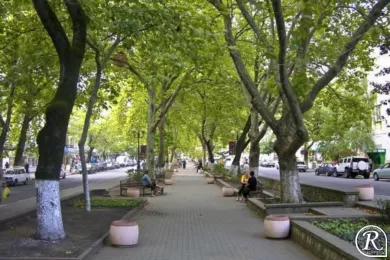 В Туапсе высажена Платановая аллея