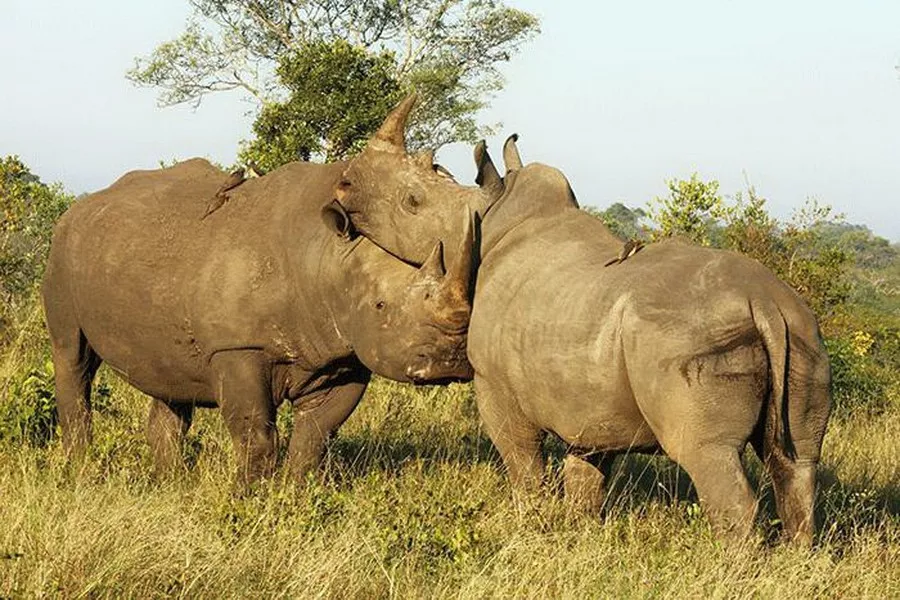 Белый носорог сколько осталось. Белый носорог. Самка носорога. Самка белого носорога. Носорог самец.
