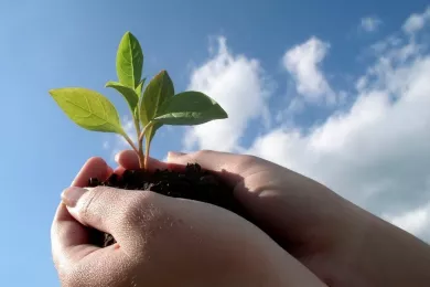 Питомник по сохранению генного материала самшита открылся в Краснодарском крае