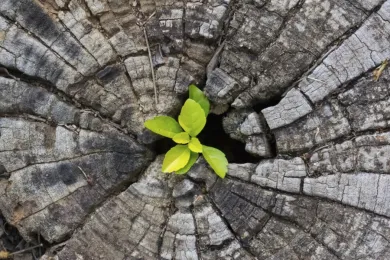 Всемирный день жизни