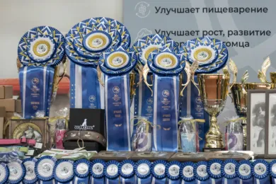 Amstaff Weekend — 2026: один день на главной породной выставке амстаффов в России